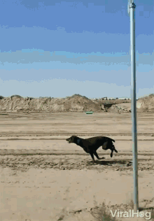 Viralhog Fast GIF - Viralhog Fast Dog GIFs