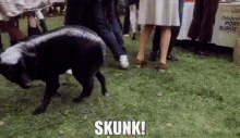 Skunk Skuuunk GIF - Skunk Skuuunk Strange Brew GIFs