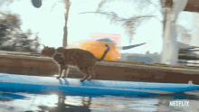 Wakeboard Cat People GIF - Wakeboard Cat People Ride GIFs