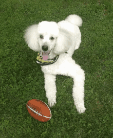 Poodle Ball Football Poodle GIF - Poodle Ball Poodle Football Poodle GIFs