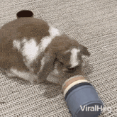 Throwing Things Rabbit GIF - Throwing Things Rabbit Viralhog GIFs