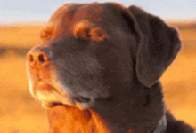 a close up of a brown dog 's face with a field in the background .