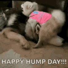 Humpday GIF - Humpday GIFs