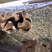 two animals hanging upside down on a rope