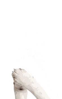 swipe up dog food pet food taste of the wild taste of the wild with ancient grains