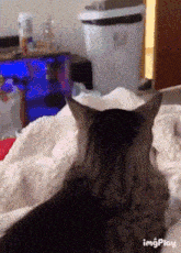 Cat What You Say To Me GIF - Cat What You Say To Me Tf Man GIFs