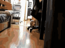 Cat Stalker GIF - Cat Sneaky Ninja GIFs
