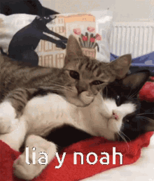 Lia Y Noah GIF - Lia Y Noah GIFs