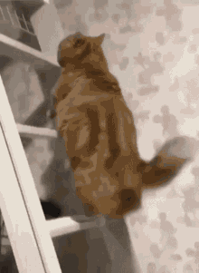 Cat Jump Tabby Cat GIF - Cat Jump Tabby Cat Cat GIFs