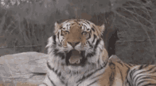 Harimau Ngantuk GIF - Ganas Harimau Nguap GIFs