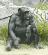 a chimpanzee is sitting on the ground with its hands on its knees