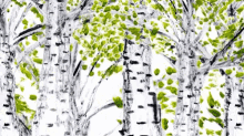 Birch Tree GIF