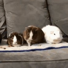 Xddddd Funny Animals GIF - Xddddd Funny Animals Hamsters GIFs