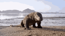 Komodo Wild Animals GIF - Komodo Wild Animals Biawak GIFs