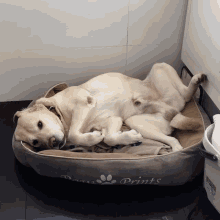 Labrador Dog GIF - Labrador Dog Tufão GIFs