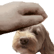 a person is petting a small dog 's head with their hand .