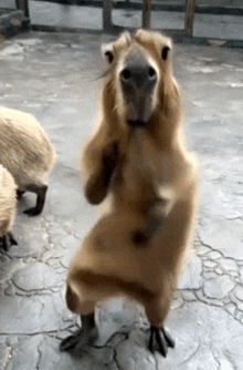 a capybara is standing on its hind legs in a zoo enclosure .