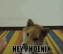 Hey Phoenix GIF - Hey Phoenix Hey Phoenix GIFs