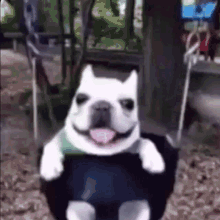 The Dog Is Swinging собакакачается GIF