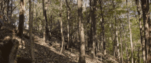 Cacacoon Cacacoonfilm GIF - Cacacoon Cacacoonfilm Running GIFs