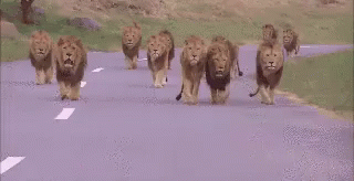 https://media.tenor.com/gJXumAXejJ4AAAAC/animales-leones.gif
