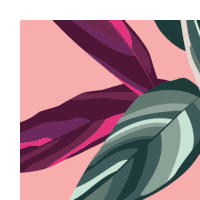 a picture of a plant with purple leaves on a pink background