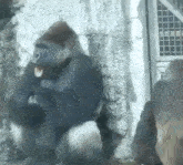 Gorilla Calms His Dad Gorilla GIF - Gorilla Calms His Dad Gorilla Chillax GIFs