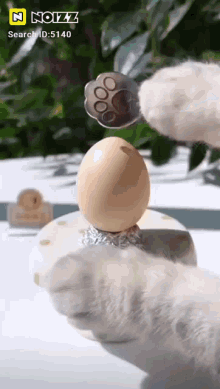 a cat 's paw is holding an egg in front of a n noizz search id of 5140