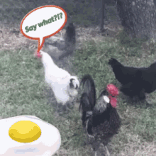 Egg Chicken GIF - Egg Chicken Stare GIFs