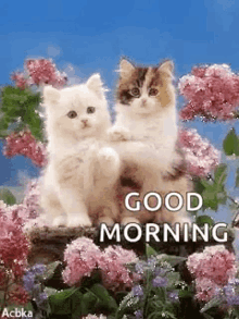 Good Morning Kittens GIF - Good Morning Kittens Greetings GIFs