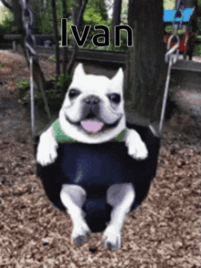 a dog is sitting on a swing with the name ivan written on the bottom
