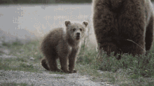 Bear Cub GIF - Bear Cub Stand Up GIFs