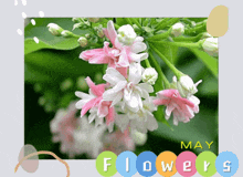 May Flowers GIF - May Flowers GIFs