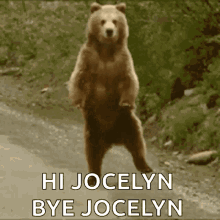 bear dance silly funny hi jocelyn