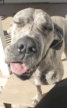 a close up of a dog 's face with its tongue hanging out