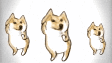 Dogi Shibu GIF - Dogi Shibu Dance GIFs