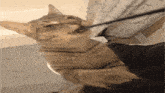 a cat is playing with a person 's feet