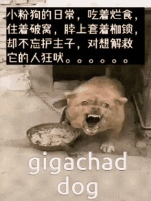 Gigachaddod Giga Chad Dog GIF - Gigachaddod Giga Chad Dog Chad Dog GIFs