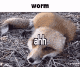 a fox is laying on its back in the dirt with the words `` worm ahh '' written on its face .