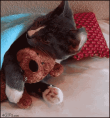 Cat Hugs GIF - Cat Hugs Cuddle GIFs
