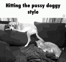 Pussy Dog GIF - Pussy Dog Doggy Style GIFs