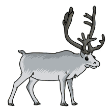 reindeer caribou peary caribou
