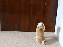 Shiba Dog GIF - Shiba Dog Reverse GIFs