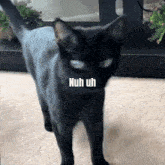 Nuh Uh Cat GIF - Nuh Uh Cat Cat Meme GIFs