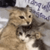 two cats are hugging each other while sitting on a bed .