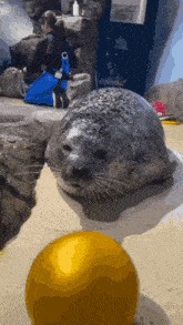 a seal is looking at a yellow ball