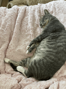 a cat sleeping on a pink blanket with its paws crossed