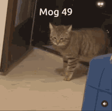 Mog 47 GIF - Mog 47 Mogcat GIFs