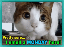 Monday Smell A Monday GIF - Monday Smell A Monday Cats GIFs