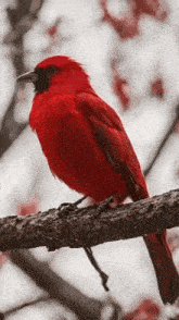 a red bird perched on a tree branch with flowers in the background